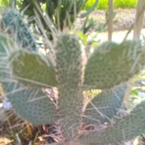 Opantia Consolea Moniliformis โอพันเทีย คอนโซเล่ หนังจรเข้