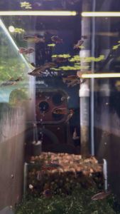 Galaxy Rasbora / Essential For Aquarium /Aquascape 火翅金钻 /银河斑马 /群游效果绝佳(Sin Quan Aquaculture Enterprise)