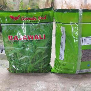 BENIH BIBIT KANGKUNG RAJAWALI 1KG