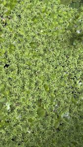 Azolla mosquito fern / Azola tumbuhan air 满江红