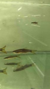 Porthole Rasbora/Cephalotaenea Rasbora/Ornamental fish/Freshwater/Readystock