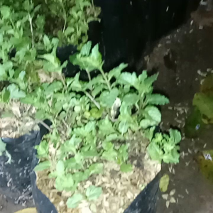 Tanaman Herbal Daun Mint