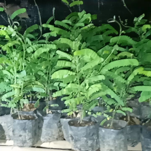 Tanaman Herbal Daun Saga / Pohon Saga