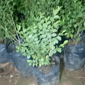Tanaman Bidara Arab Asli / tanaman bidara arab