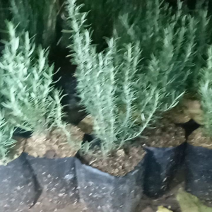 Pohon Rosemary Beli 4 Gratis 1 / Tanaman Rosemary