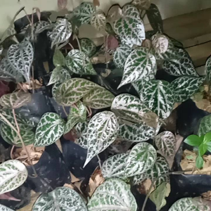 Pohon Sirih Merah / Tanaman Sirih Merah Asli / Bibit Sirih Merah