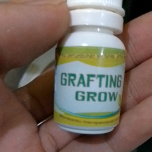 GRAFTING GROW GRAFTING SERUM OBAT OKULASI SAMBUNG PUCUK SAMBUNG TUNAS