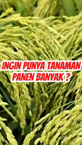 BOMA PUPUK CAIR PENGUSIR & PEMBASMI HAMA + ZPT 100ml dan 1Liter Beli 3 Gratis 1