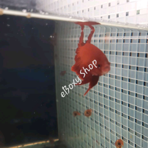 Super Red Halfmoon Plakat Betta