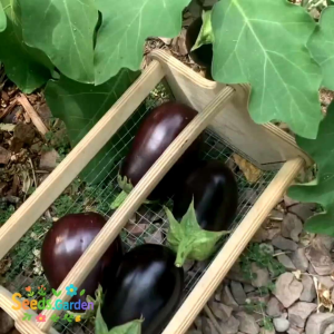 15 BUTIR BIJI/BENIH TANAMAN TERONG BLACK BEAUTY