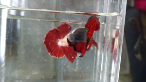 AOC Halfmoon Plakat HMPK Betta Fish / Ikan Laga/ 斗鱼 / Live Fish ❗️Fish same as order❗️Not random pick❗️1
