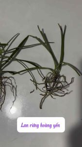 lan hoàng yến tím hoa thơm dễ trồng nhanh phát triển