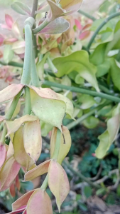 Keranjang Buket Bunga Viral terbuat dari bahan rotan Kualitas Export