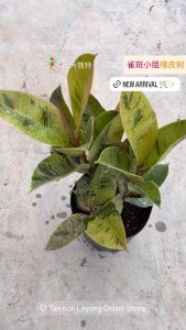 TKL - Ficus Elastica Shivereana (40-50cm) 雀斑小姐橡皮树 (40-50cm)