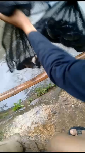 Essens Susu Salmon & Perangsang Ikan Mas