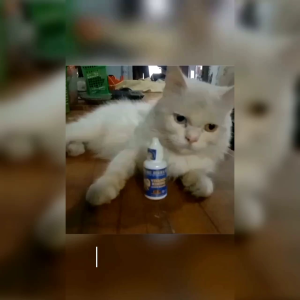 Obat ANTI HAMIL KUCING RAHASIA SANG JUARA cair 30ml