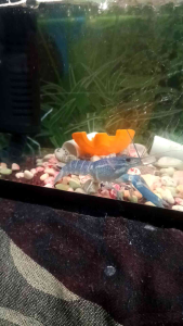 lobster air tawar hiasan (Rc blue) 4 ekor 2 inchi