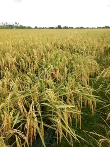 Benih padi MR 219 ORIGINAL kemasan 2kg