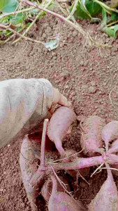 มันม่วงโอกินาว่า ออแกนิค สด ใหม่ จากสวน ส่งตรงสู่ผู้บริโภค"มันดิน"มันที่ยังไม่ได้ล้างน้ำ สามารถเก็บไว้ได้นาน