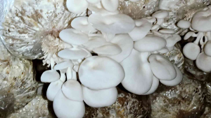 White Oyster Mushroom 1 Ready to Fruit Grow Bag