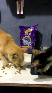 Bolt tuna Makanan kucing