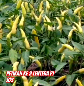 BIJI/BENIH CABE RAWIT SETAN  F1 KEMASAN (REPACK)