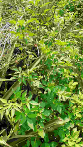 giống DỨA VÀNG MD2 lá không gai nhiều mật [combo 5 cây]