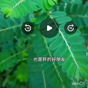 (Ready Stock)叶下珠/Herba Dukung anak i(0号 100粒/capsules) Anti -Penyakit hati抗肝病