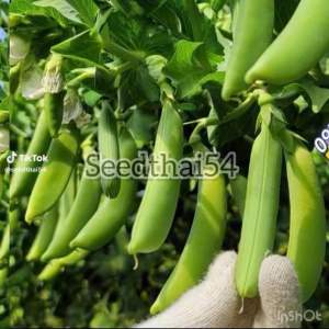 เมล็ดถั่วลันเตาหวาน 70-100 เมล็ด พันธุ์ ถั่วหวาน ถั่วลันเตาหวาน (Sugar Daddy Snap Pea Seed) ของแท้ 100%