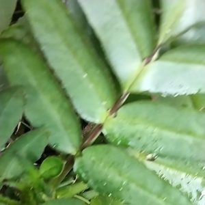 Daun Cocok Bebek & Daun Bunting Segar 10 Lembar: Obat Panas dan Meruang