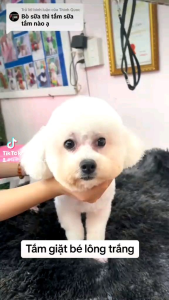 Sữa Tắm Tinh Dầu Show Queen 500ml Màu tím: Dành cho lông trắng