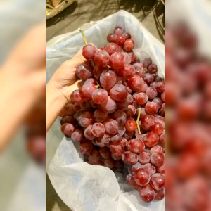 5 BIJI BENIH TANAMAN ANGGUR MERAH (REPACK)