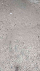 สนูใบหวาย140เซนติเมตร