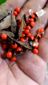 Benih Biji Saga Isi 30 Butir Siap Semai