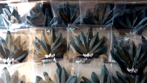 Bando Bulu Hitam: Aksesoris Pesta Tradisional & Tari Nusantara