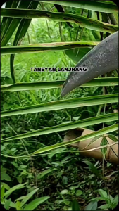 Pisau Arit Cap Bintang 1 Ukuran 48 cm / Pelong Atau Arit Tekok Paroh Atau Pisau Arit Asli Madura / Arit Super Tajam / Arit Serbaguna / Arit Baja Per Asli / Arit Asli Madura / Arit Super Bagus / Arit Rumput Gajah / Arit Jagung Tebu Baja Per / Calok Arit