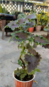 The Coleus Apocalypse (Coleus scutellarioides) is a striking ornamental plant known for its deeply scalloped velvety foliage. It features rich deep purple to maroon leaves that are sharply rimmed with a contrasting bright yellowish-green edge