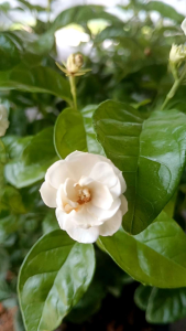 มะลิฉัตรดอกบัว กระถาง 11 นิ้ว ต้นสวย และแข็ง แรง(กทม)