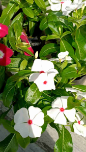 Pokok Bunga Vinca/Kemunting Cina