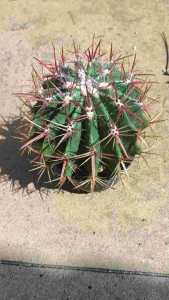 Ferocactus Gracilis Red Barrel Cactus seedling 实生红琥赤琥强刺仙人球