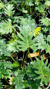 ซานาดู ฟิโลเดนดรอน ซานาดู Philodendron xanadu ส่งพร้อมกระถาง