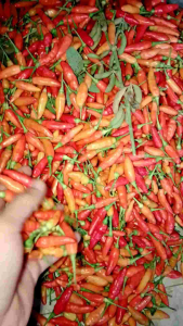 Cabai Rawit Setan 1KG Fresh Segar Super Pedas Langsung Dari Kebun