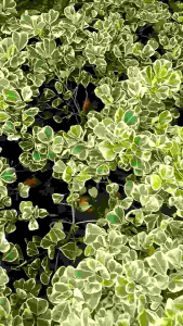 PROMO!! Tanaman Hias Hidup Ficus Butterfly Bringin Kupukupu Variegata Rimbun