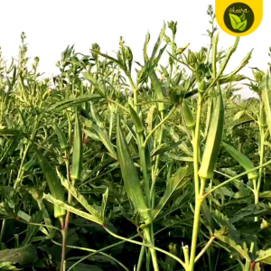 Okra seeds for planting 20 pieces easy to grow
