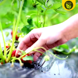 Binhi Strawberry Fruit 50 Seeds Pantanim Outdoor Garden Pot Plant