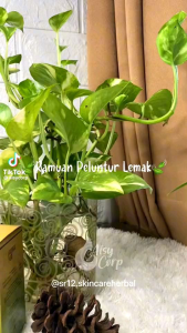 OBAT DIET CEPAT KURUS PERMANEN BPOM PENURUN BERAT BADAN CEPAT KURUS PERMANEN BPOM  OBAT DIET HERBAL PALING AMPUH SALIMAH SLIM SR12 OBAT PELANGSING AMPUH DAN CEPAT JAMU PELANGSING ORI