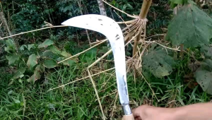 Arit Congkrang Pemotong Ranting Bambu Rumput Liar & Gagang Kayu Sonokeling