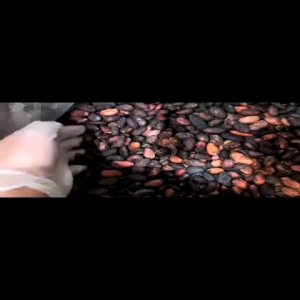 Whole Cacao Beans – Fermented & Dried