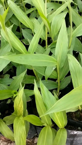 ต้นว่านมหาหงส์ ดอกขาวล้วน (หอม) - ต้นสะเลเต / Butterfly Lily - 999garden