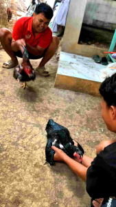 DOPING Pacek indukan ayam jantan BLACK PILS meningkatkan birahi rajin kawin sperma melimpah pejantan super agresif